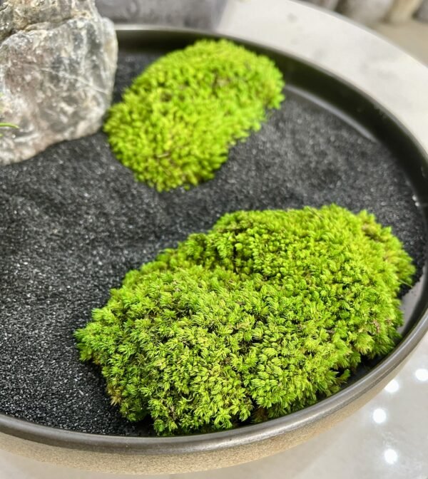 Big Artificial Moss